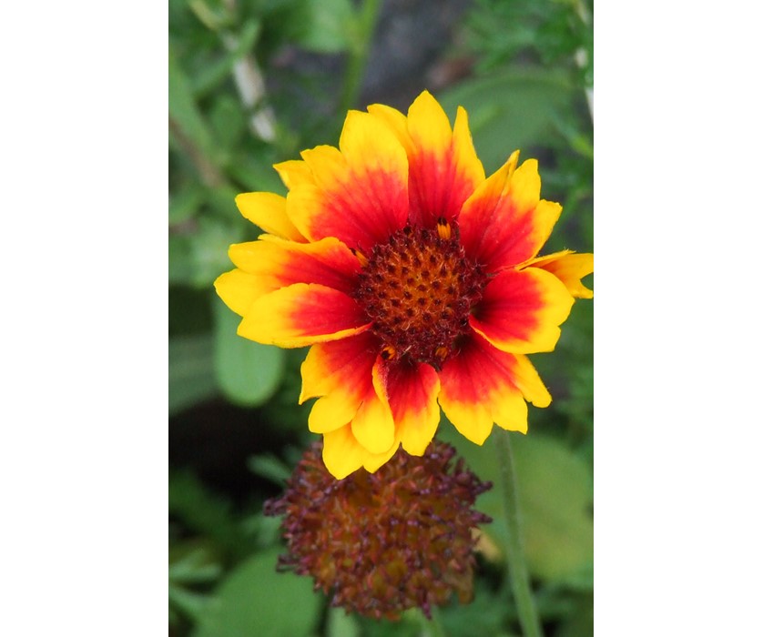 Common Gaillardia